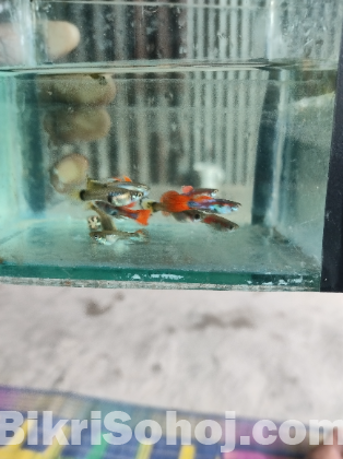 Guppy  fish